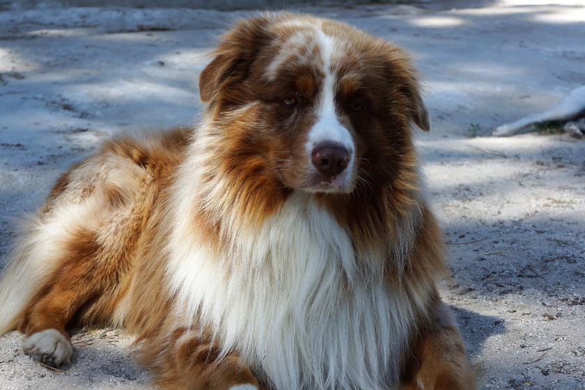 Australian shepherd sits on the ground