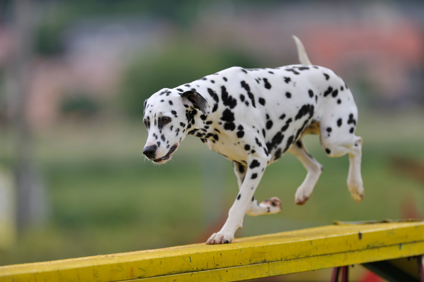 a Dalmatian walks on a path 