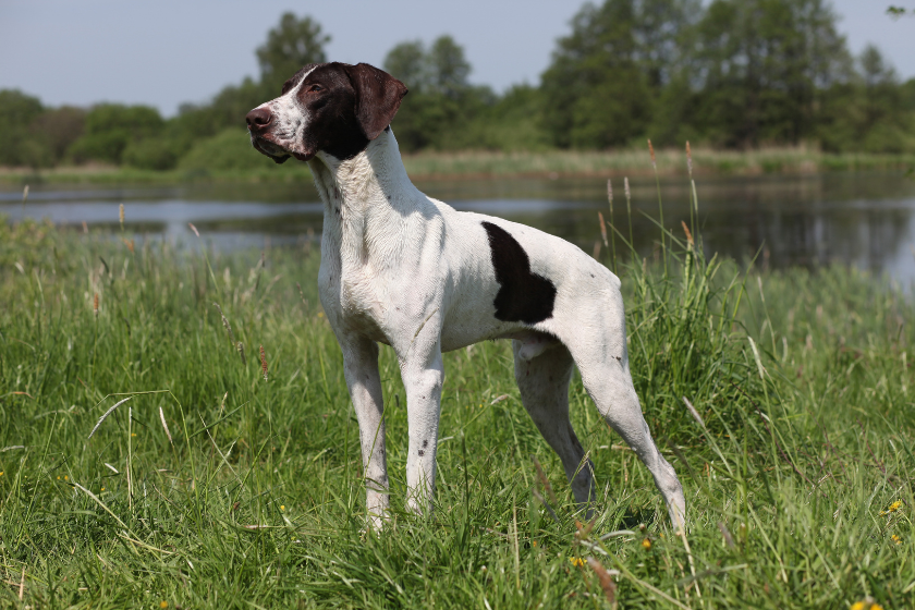 German shorthair stands in a field