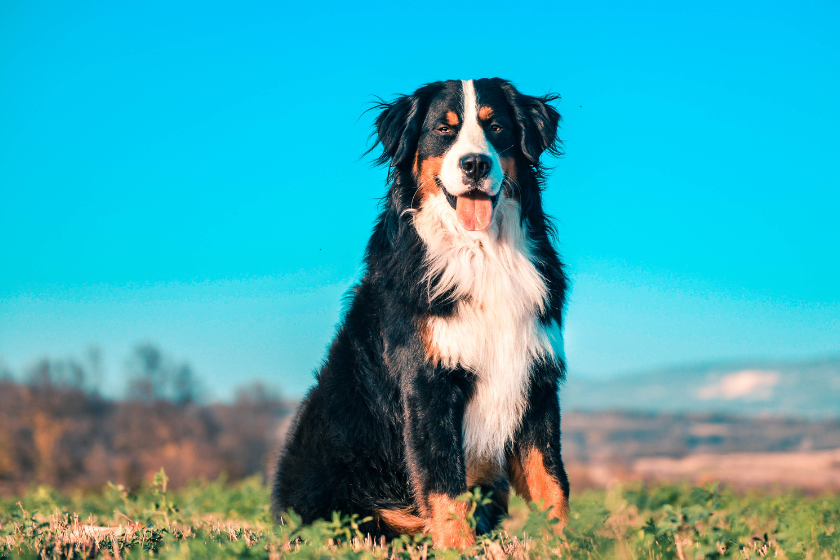 Bernese mountain dog sits on a hill