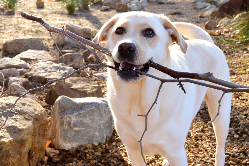 A Labrador retriever holds a stick in its mouth