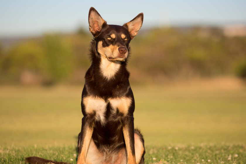 A kelpie sits in a field