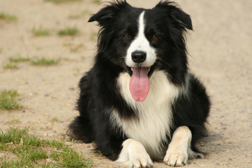 border collie