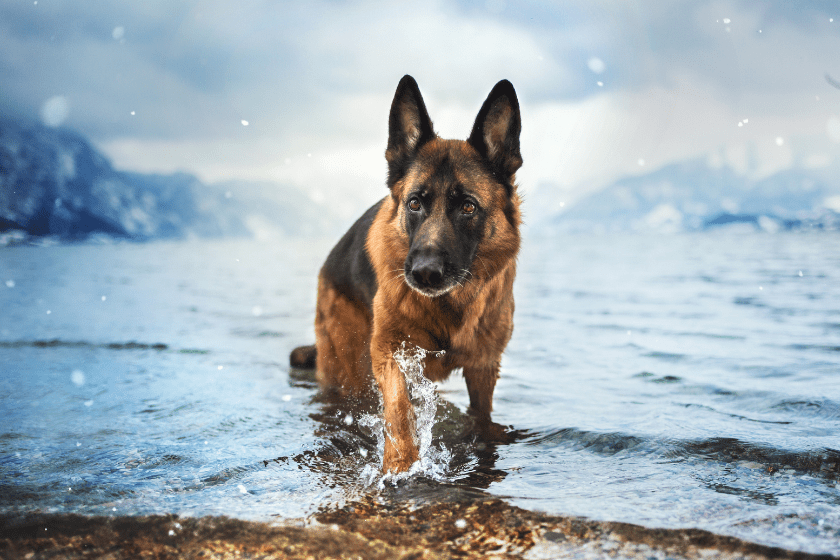 a German shepherd walks in the water