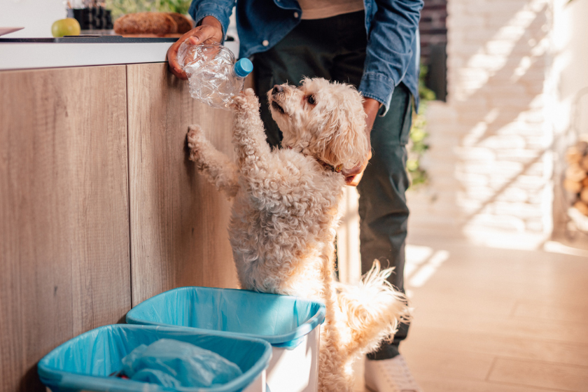 owner showing dog trash