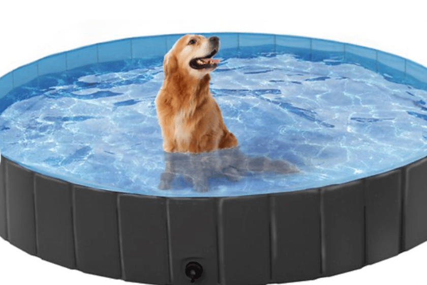 large dog pool
