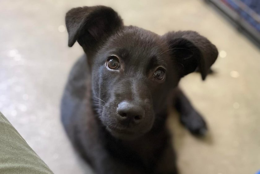 Daisy the dog lays on the floor at the Cincinnati Zoo