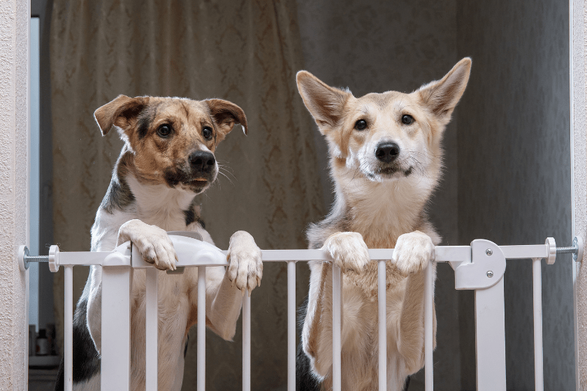 two dogs behind dog gate