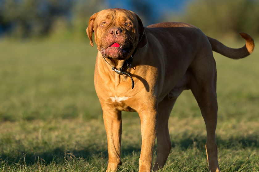 dogue de bordeaux