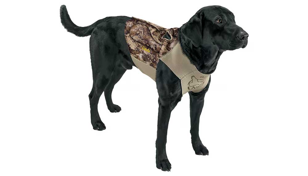 Lab wearing a neoprene hunting dog vest