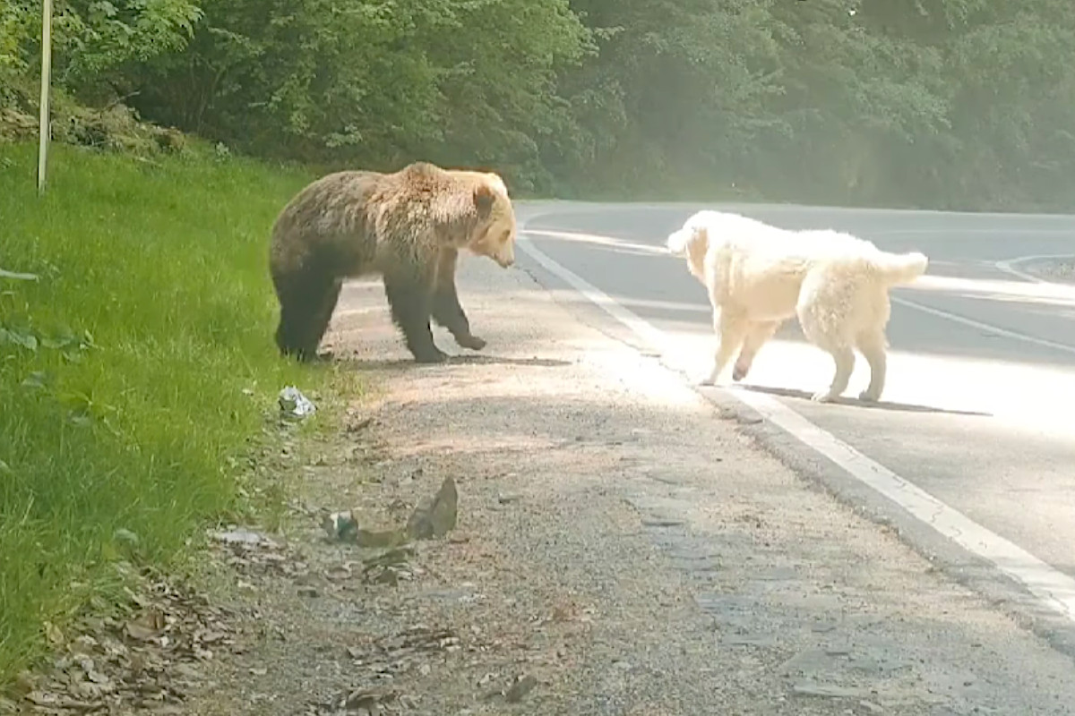 Dog vs Grizzly