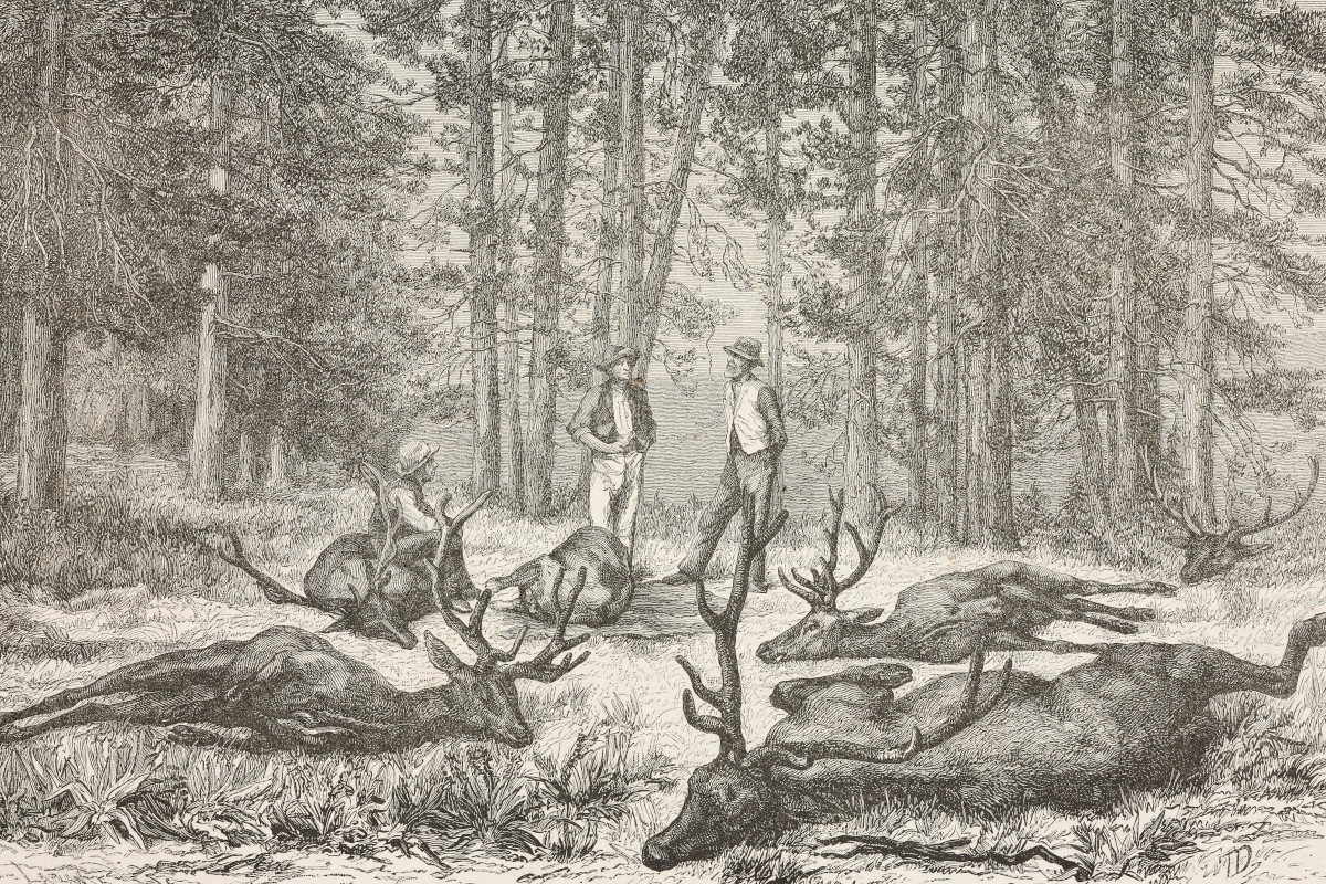 The Tragedy of the Eastern Elk's Extinction in Colonial America