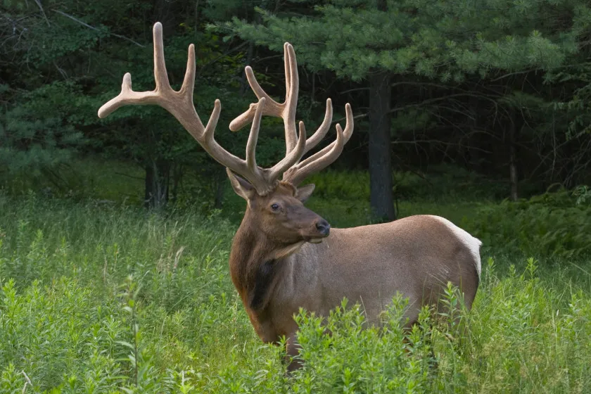 Eastern Elk