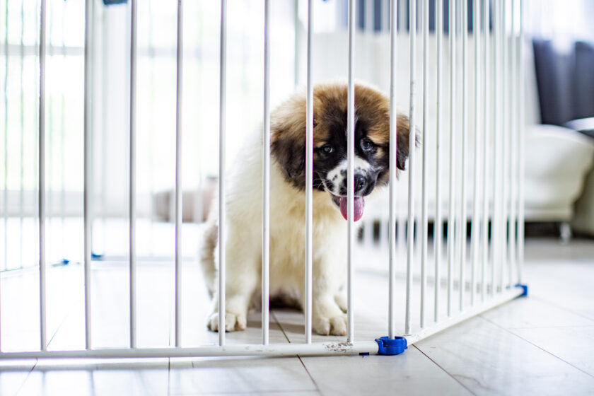 Puppy in crate