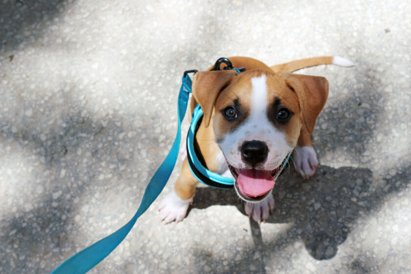 A young smiling pit bull puppy wearing a blue harness and leash sitting in the sunlight
