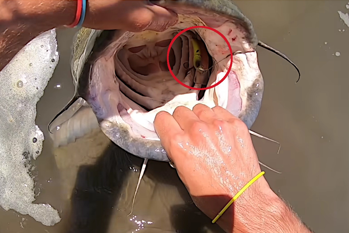 Crankbait on a Crappie Rod Produces 40+ Nebraska Flathead Catfish