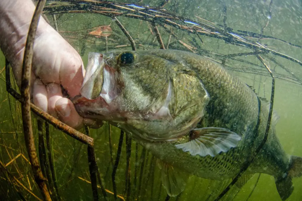 best baits for spawning bass