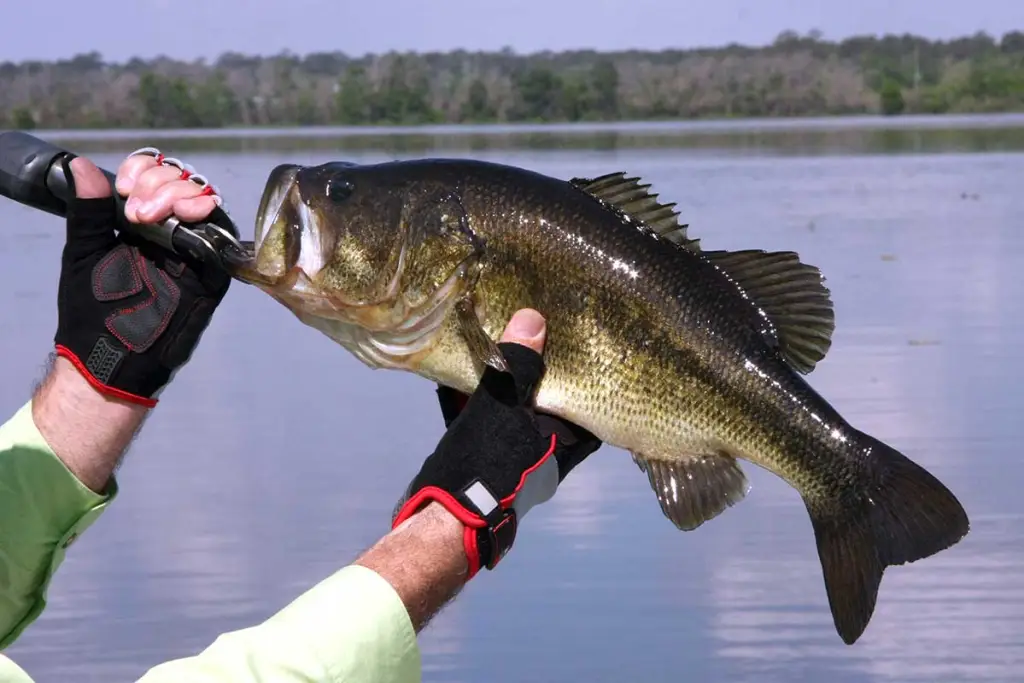 bed fishing