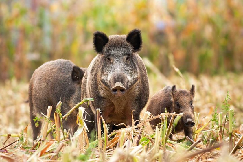 Feral hogs stand in a corn field