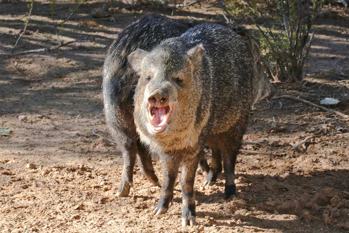 Bet You Didn't Know These 10 Weird Animals All Live in the United