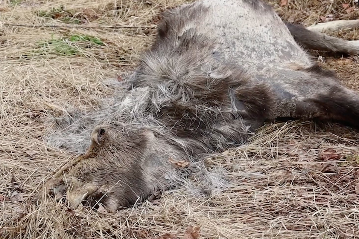 Maine Ghost Moose