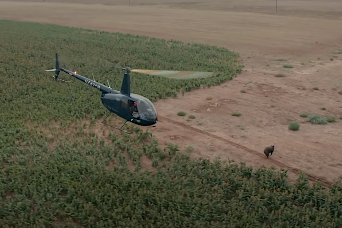 Helicopter Hog Hunting