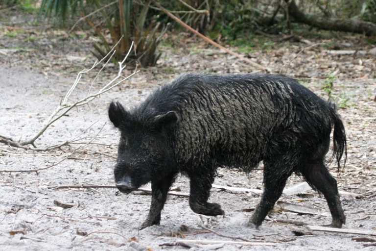 Helicopter Hog Hunting is One of the Most Unique Wildlife Management