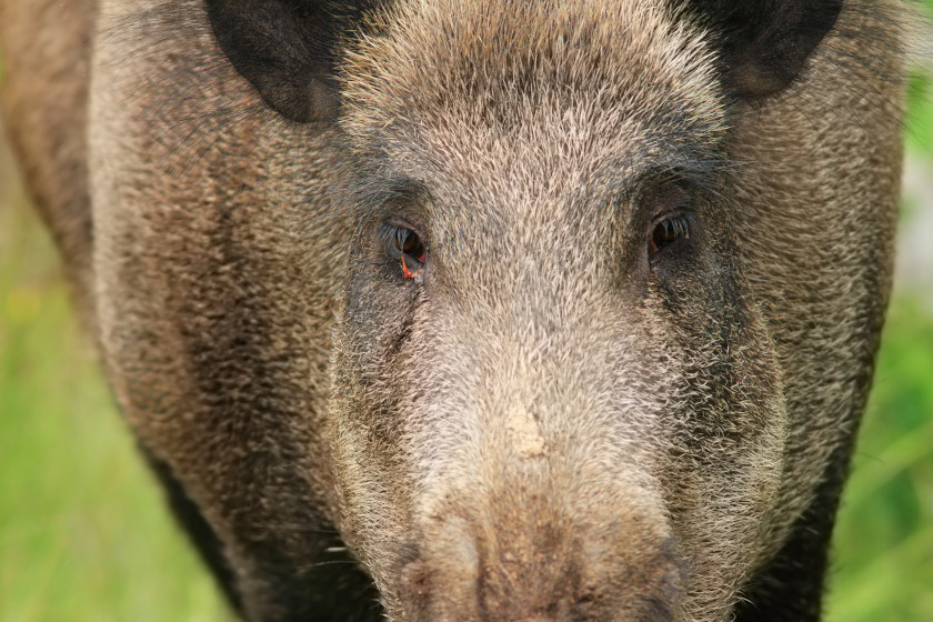 Hog Hunting in Georgia