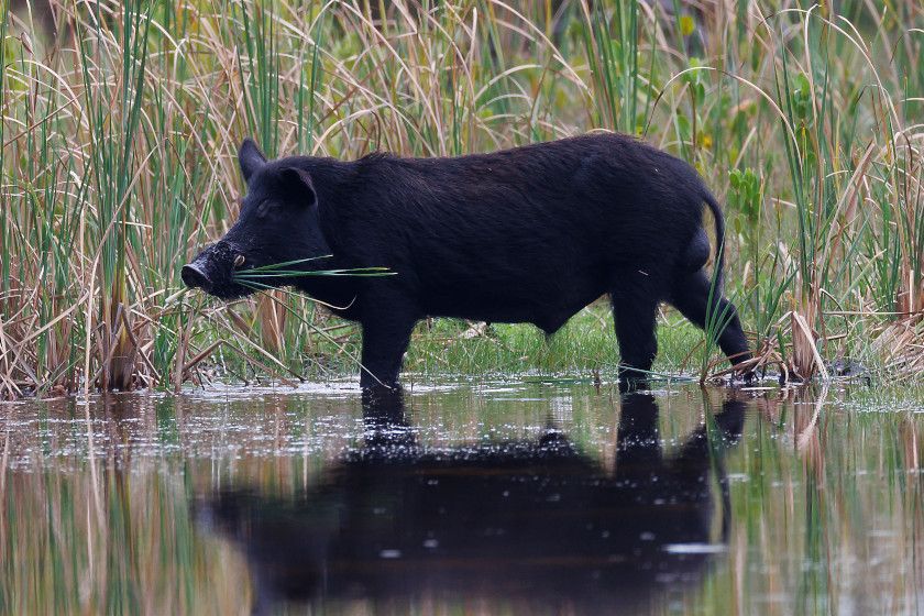 Hog Hunting in Georgia