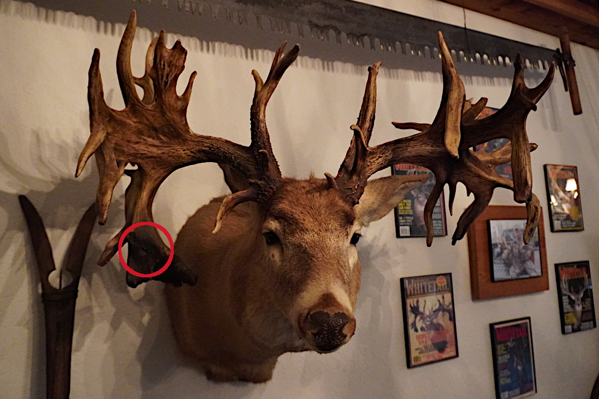 HoleintheHorn Buck What Makes This Record Buck So Intriguing
