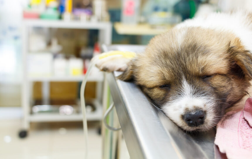 illness puppy with intravenous drip on operating table in veterinarian's clinic