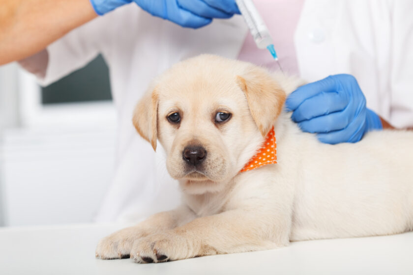 Cute labrador puppy dog getting a vaccine at the veterinary doctor - lying on the examination table