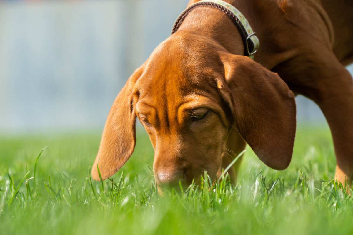 How Dogs Get Parvo Everything Puppy Owners Need to Know