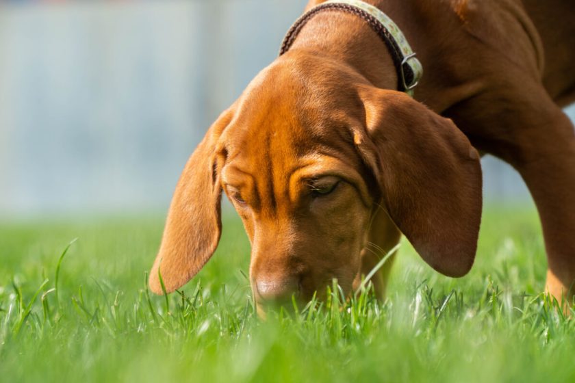 Vizsla Puppy sniffing