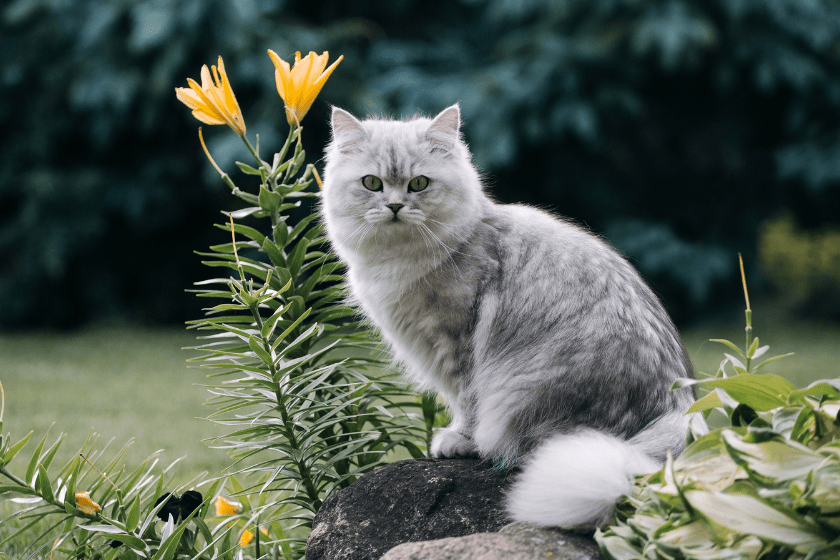 A cat sits outside by yellow flowers