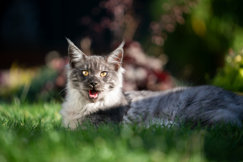 a cat pants in the grass