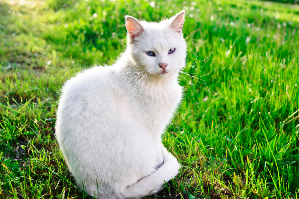 How Hot Is Too Hot For Cats, According to a Veterinarian