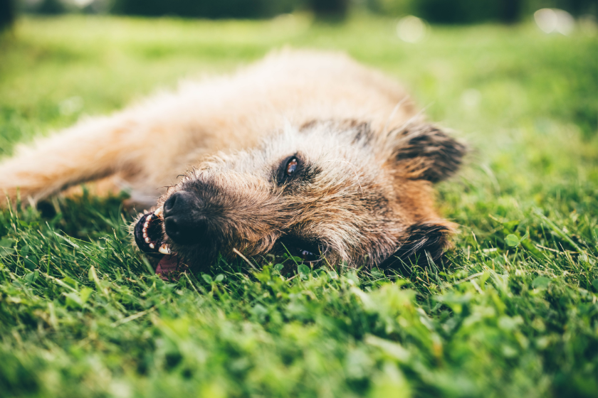 dog lays on its side in the grass