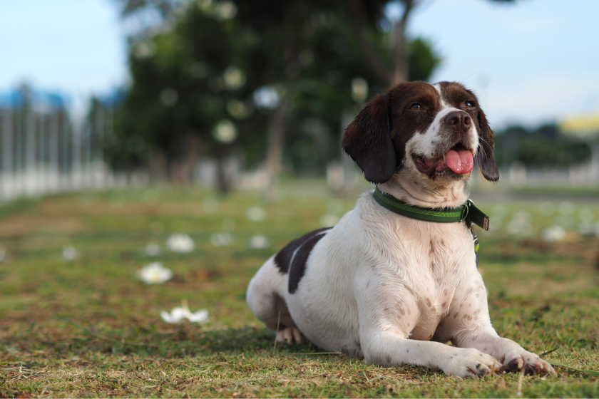 a dog sits in the grass