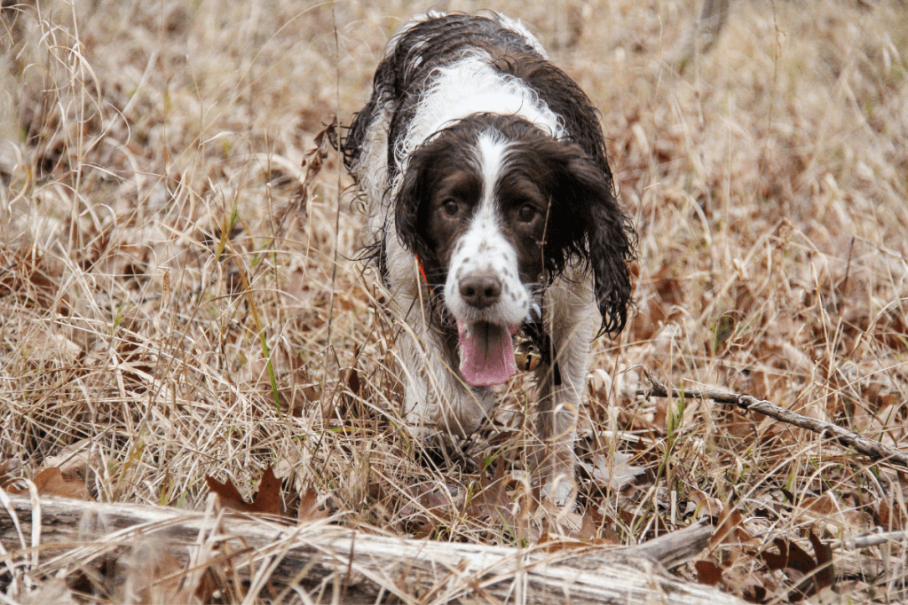 How to Tell How Hot Is Too Hot for Dogs in the Summer