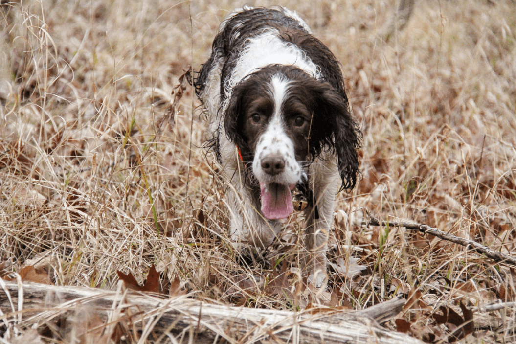 How to Tell How Hot Is Too Hot for Dogs in the Summer
