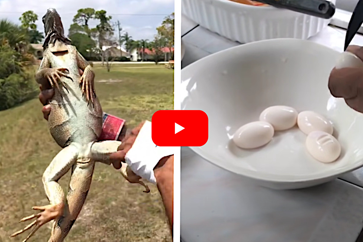Iguana Egg Omelette