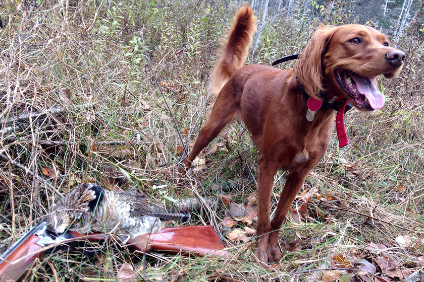 Irish setter dog.