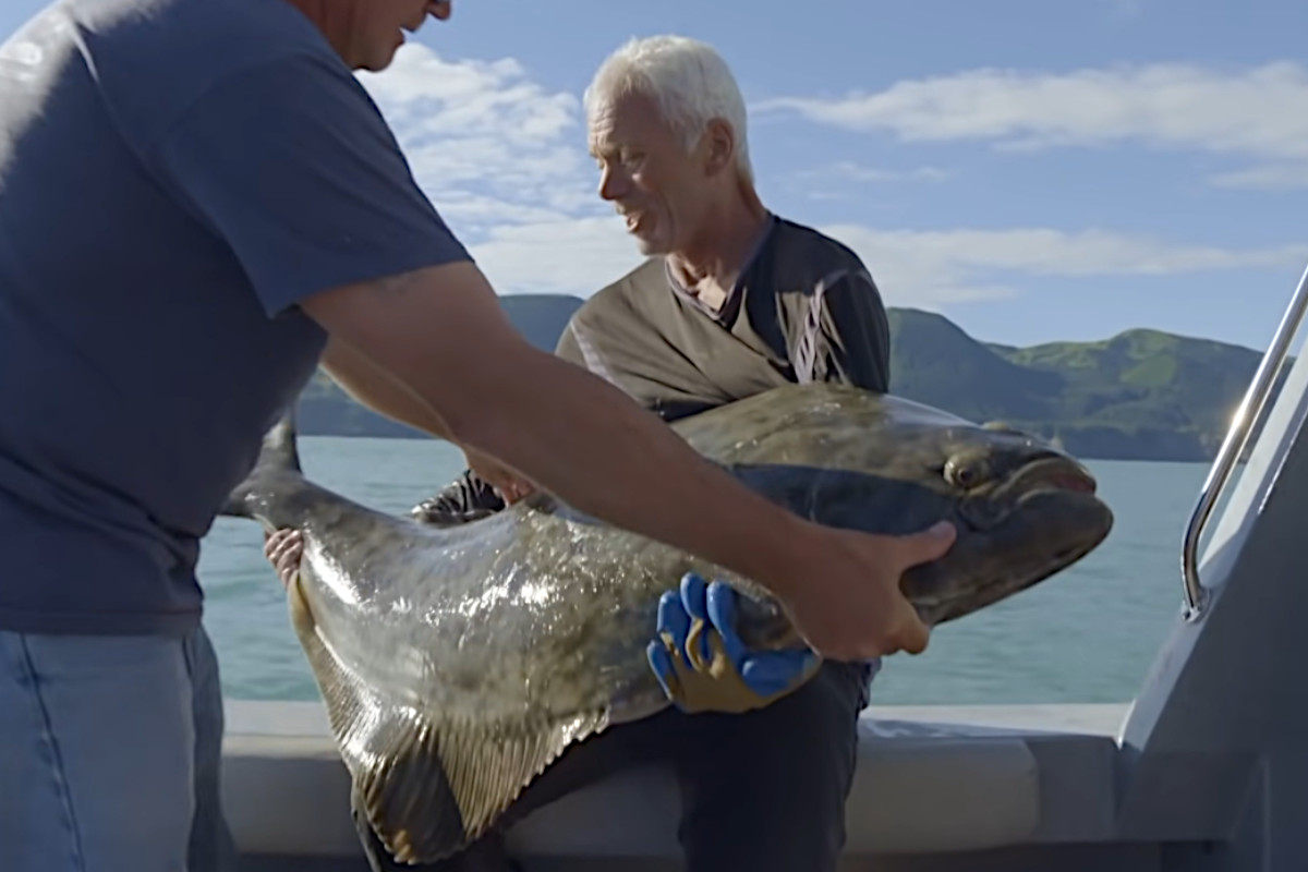 Huge Halibut Able to Beat Up Jeremy Wade in Alaska