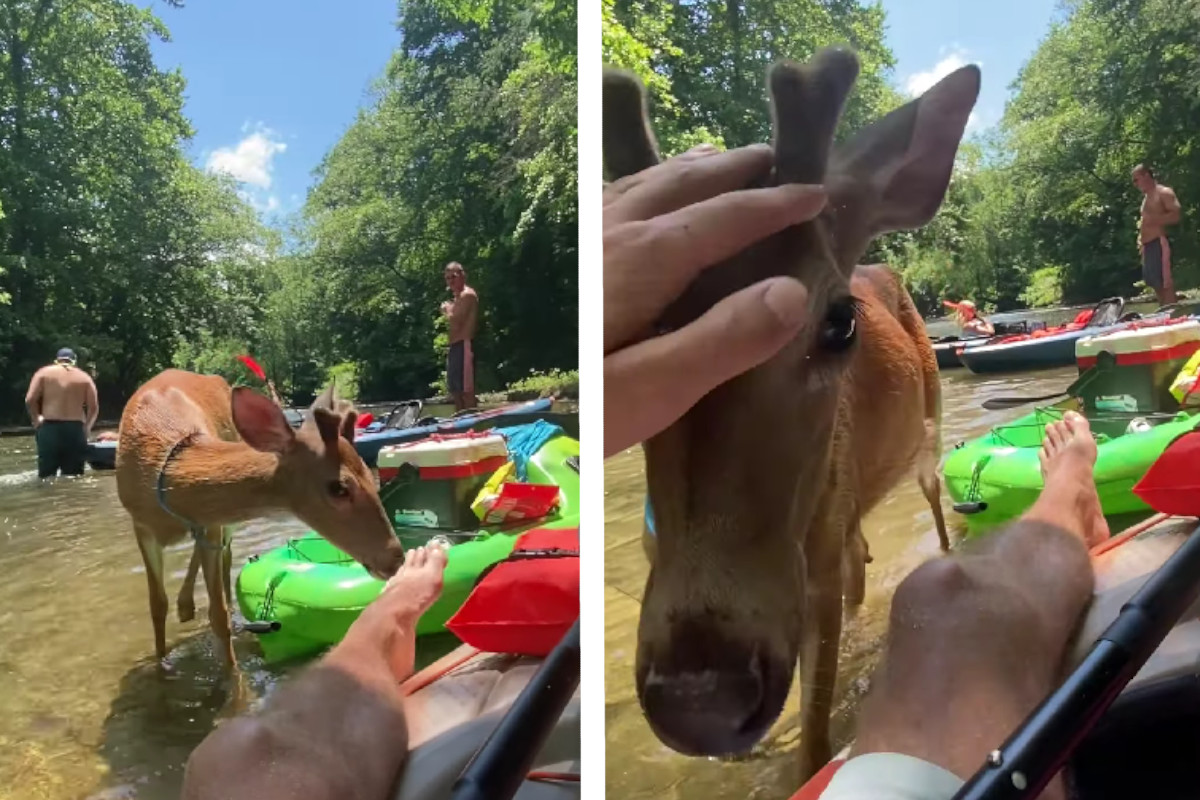 Deer Kayaker
