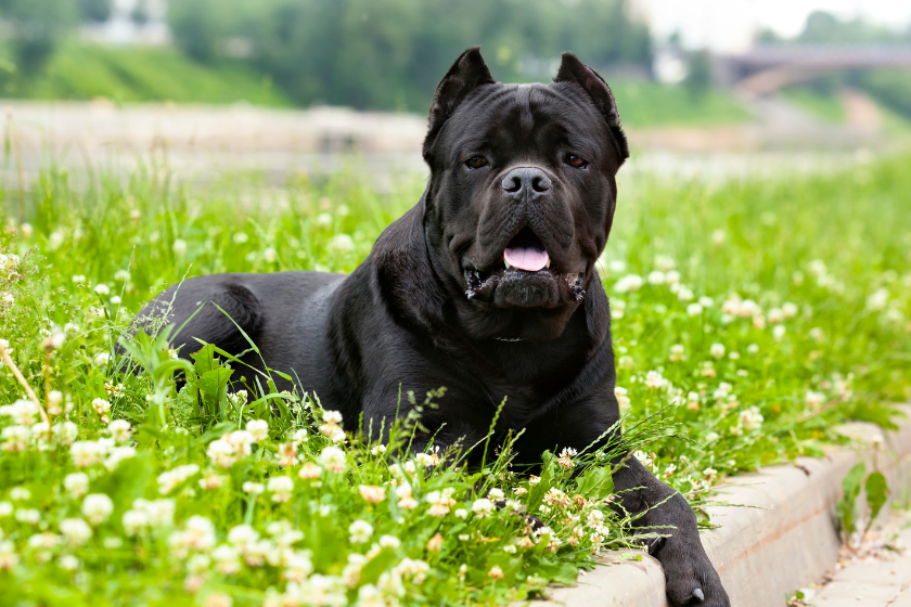 A cane corso sits in the grass