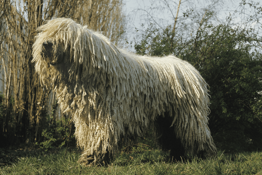 komondor