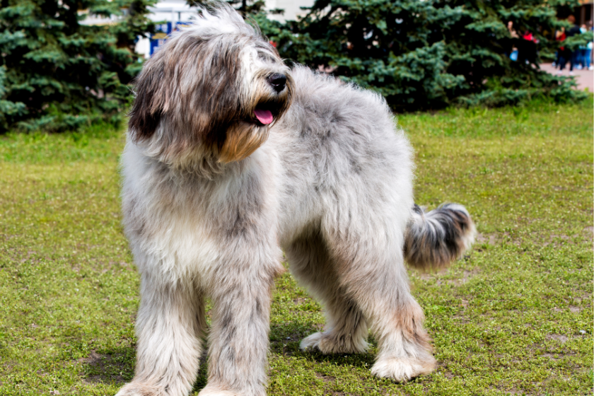 briard 