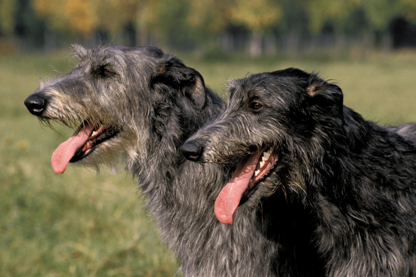 scottish deerhounds