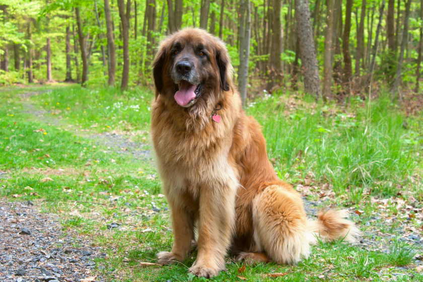 leonberger